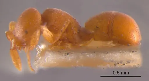 Discothyrea crassicornis specimen