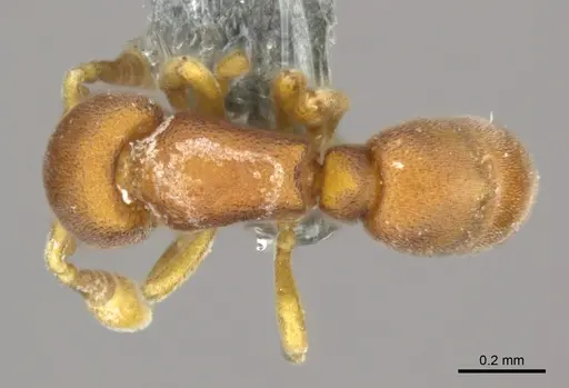 Discothyrea damato specimen