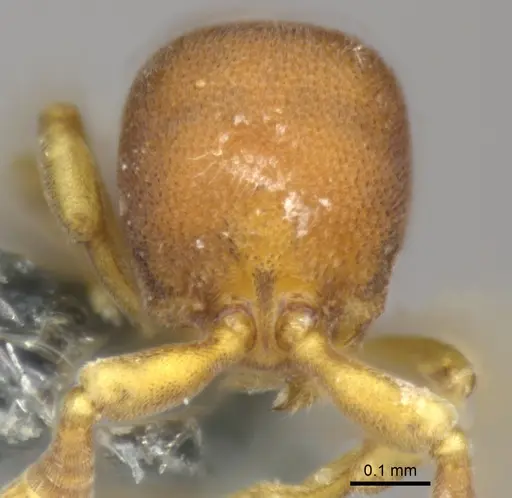 Discothyrea damato specimen