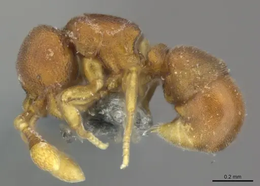 Discothyrea damato specimen