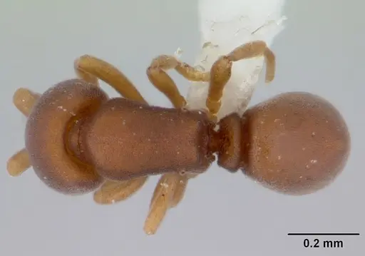 Discothyrea denticulata specimen