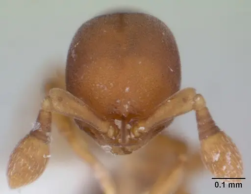 Discothyrea denticulata specimen
