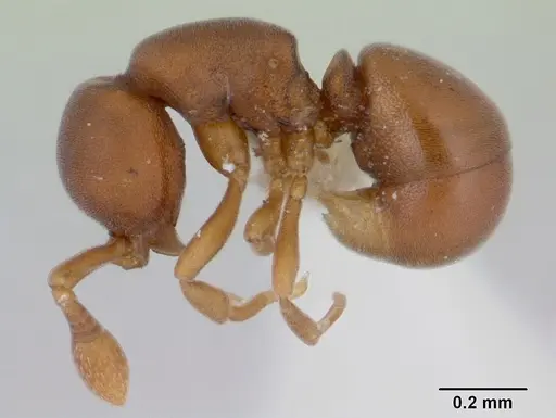 Discothyrea denticulata specimen