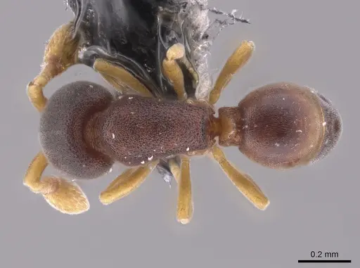 Discothyrea denticulata - CASENT0653686