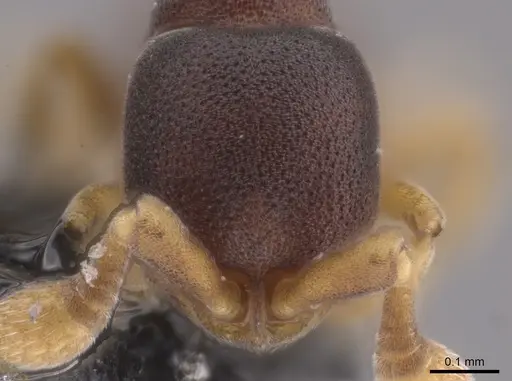 Discothyrea denticulata - CASENT0653686