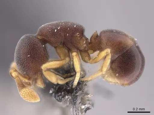 Discothyrea denticulata - CASENT0653686