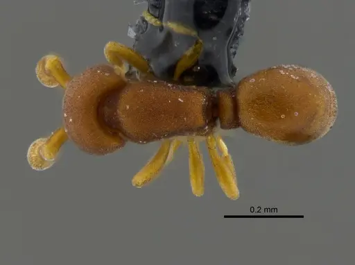 Discothyrea denticulata - CBUMAGENT41815