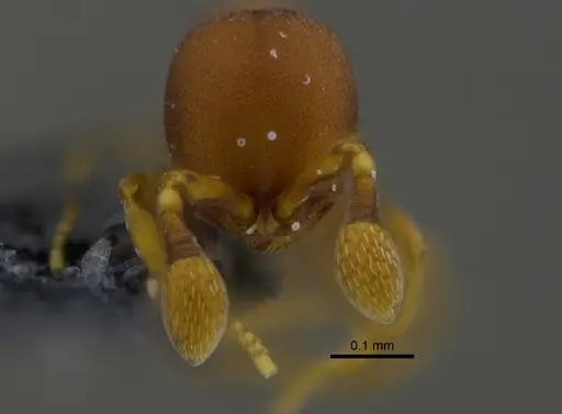 Discothyrea denticulata - CBUMAGENT41815