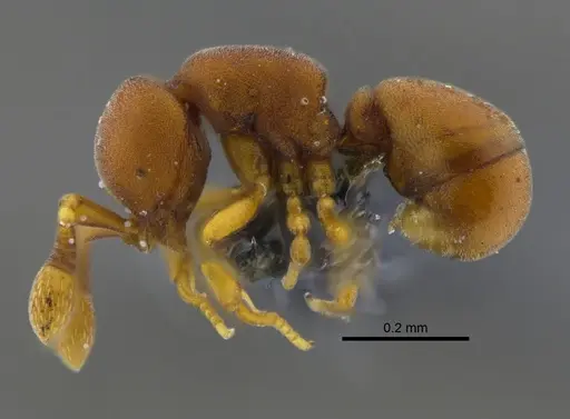 Discothyrea denticulata - CBUMAGENT41815