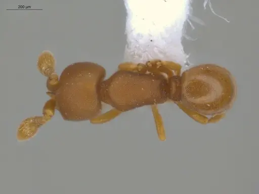 Discothyrea denticulata - ECOFOG-IT14-1030-41