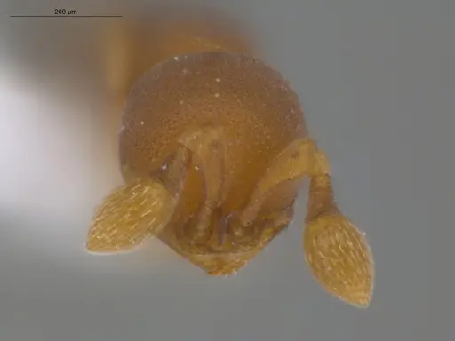 Discothyrea denticulata - ECOFOG-IT14-1030-41