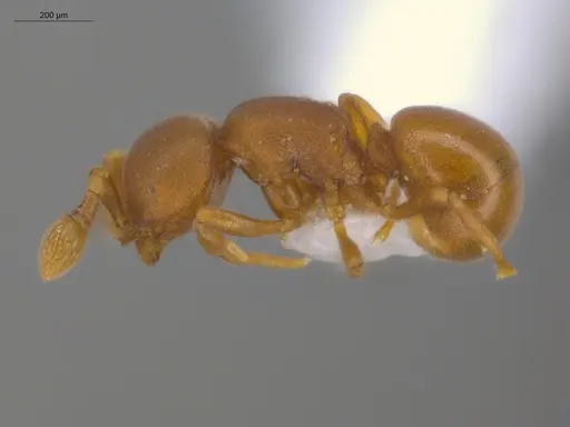 Discothyrea denticulata - ECOFOG-IT14-1030-41