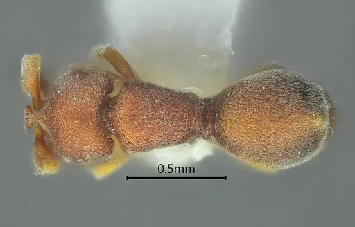 Discothyrea diana specimen