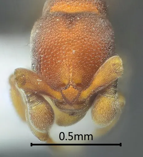 Discothyrea diana specimen