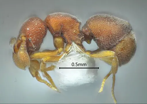 Discothyrea diana specimen