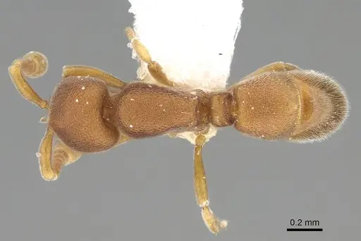 Discothyrea dryad specimen