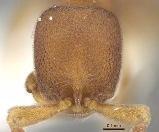 Discothyrea dryad specimen