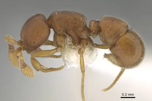 Discothyrea dryad specimen