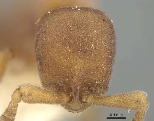 Discothyrea gaia specimen