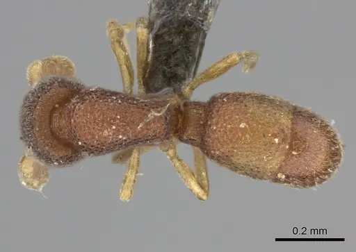 Discothyrea hawkesi specimen