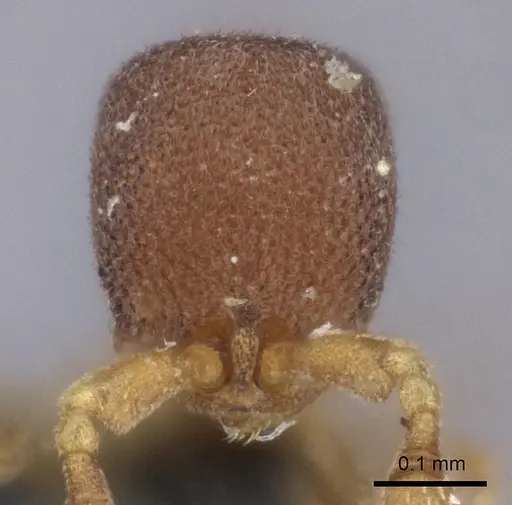 Discothyrea hawkesi specimen