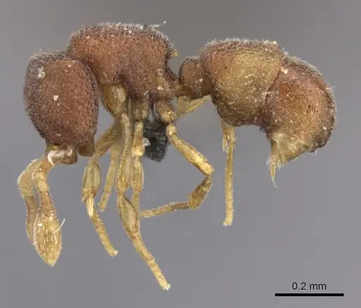 Discothyrea hawkesi specimen
