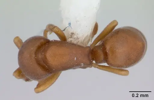 Discothyrea horni specimen