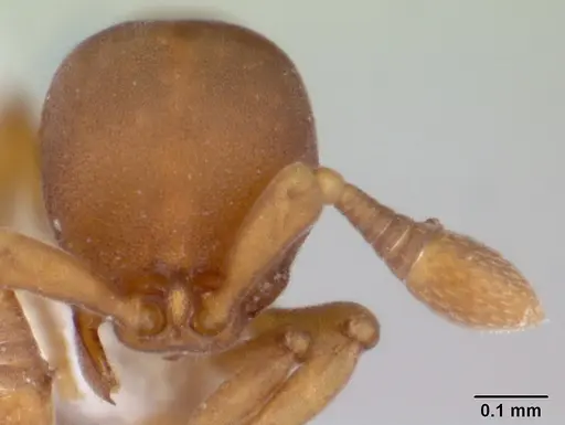 Discothyrea horni specimen