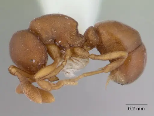 Discothyrea horni specimen