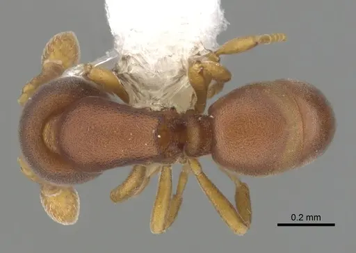 Discothyrea horni - CASENT0249256