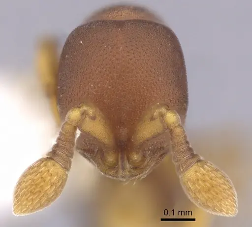 Discothyrea horni - CASENT0249256