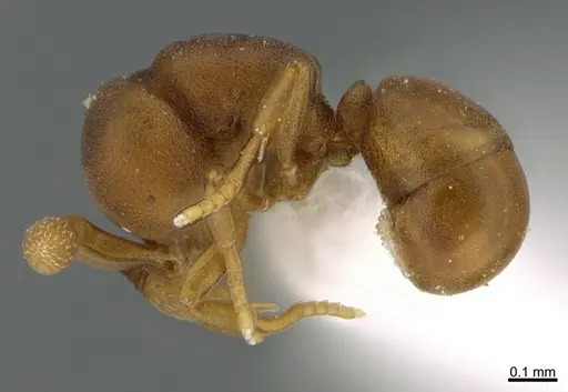 Discothyrea horni - CASENT0643421