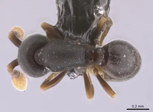 Discothyrea horni - CASENT0653687