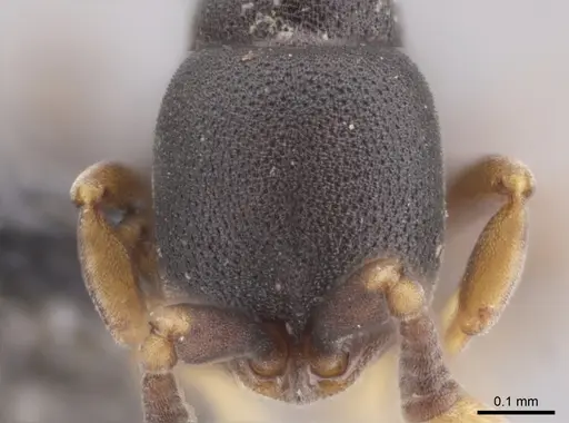 Discothyrea horni - CASENT0653687