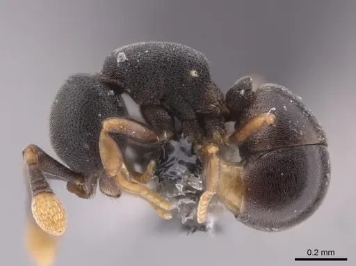 Discothyrea horni - CASENT0653687