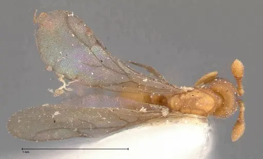 Discothyrea horni - FOCOL0380