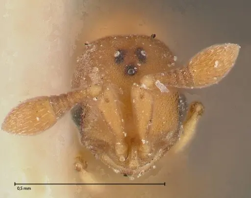 Discothyrea horni - FOCOL0380