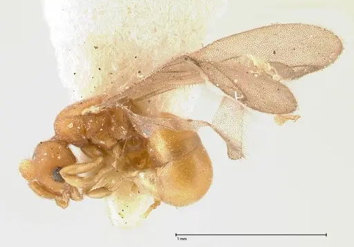 Discothyrea horni - FOCOL0380