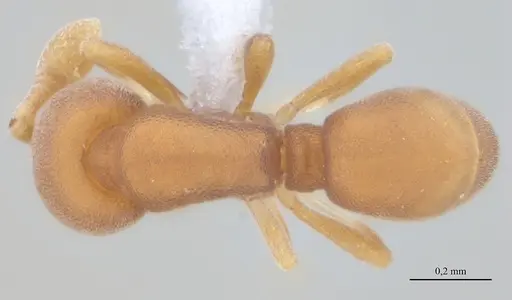 Discothyrea horni - UFV-LABECOL-009622