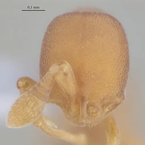 Discothyrea horni - UFV-LABECOL-009622