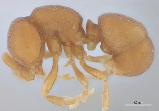 Discothyrea horni - UFV-LABECOL-009622