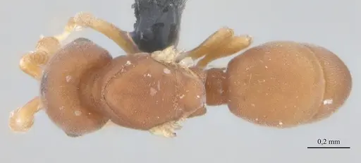 Discothyrea horni - UFV-LABECOL-011185