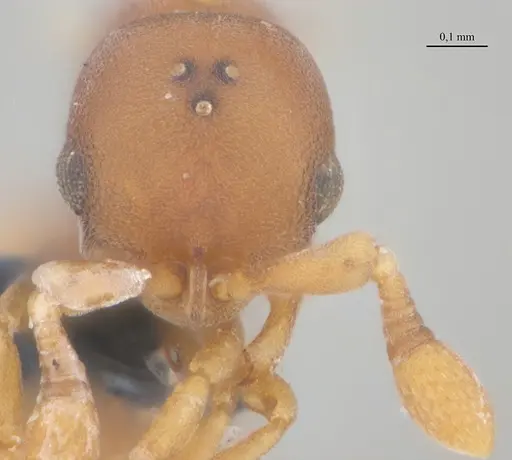 Discothyrea horni - UFV-LABECOL-011185