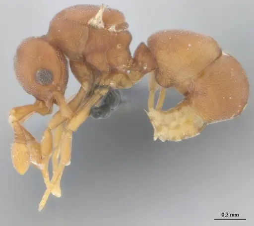 Discothyrea horni - UFV-LABECOL-011185