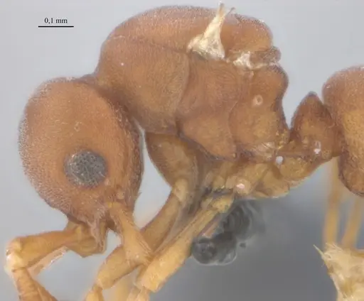 Discothyrea horni - UFV-LABECOL-011185