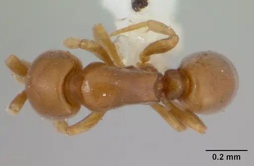 Discothyrea humilis specimen