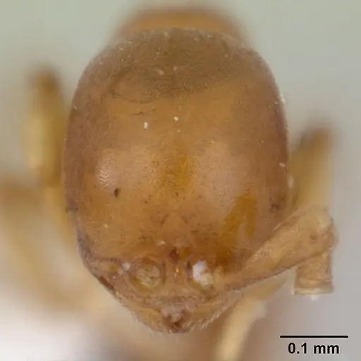 Discothyrea humilis specimen