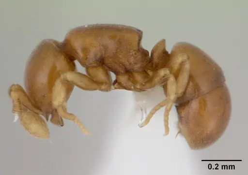 Discothyrea humilis specimen