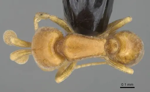 Discothyrea humilis - CASENT0318490