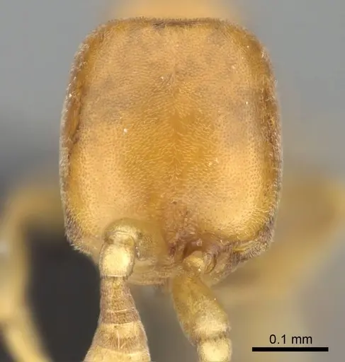 Discothyrea humilis - CASENT0318490